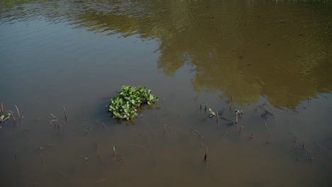 small patch of vegetation in calm, muddy water with reflections of trees
