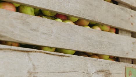 Many-apples-in-wooden-crate,-close-up-detail