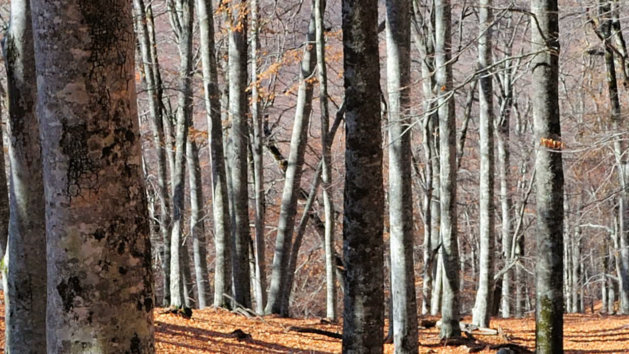 Wood