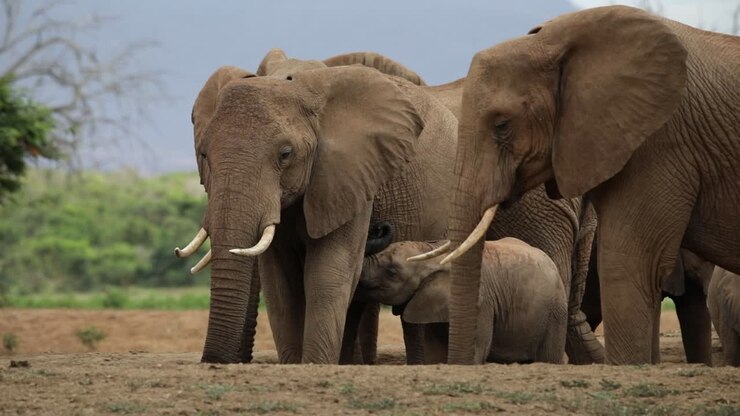 Filhote de elefante mamando no leite da mãe enquanto ela bebe água