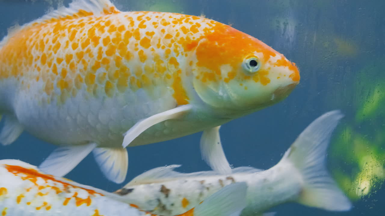 un pez carpa koi japonés naranja y blanco nada en un primer plano y luego choca con otro pez koi amigo que sigue nadando en el agua azul oscuro