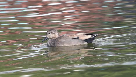 A-gadwall-swimming-around-in-Taudaha-Lake-in-Nepal