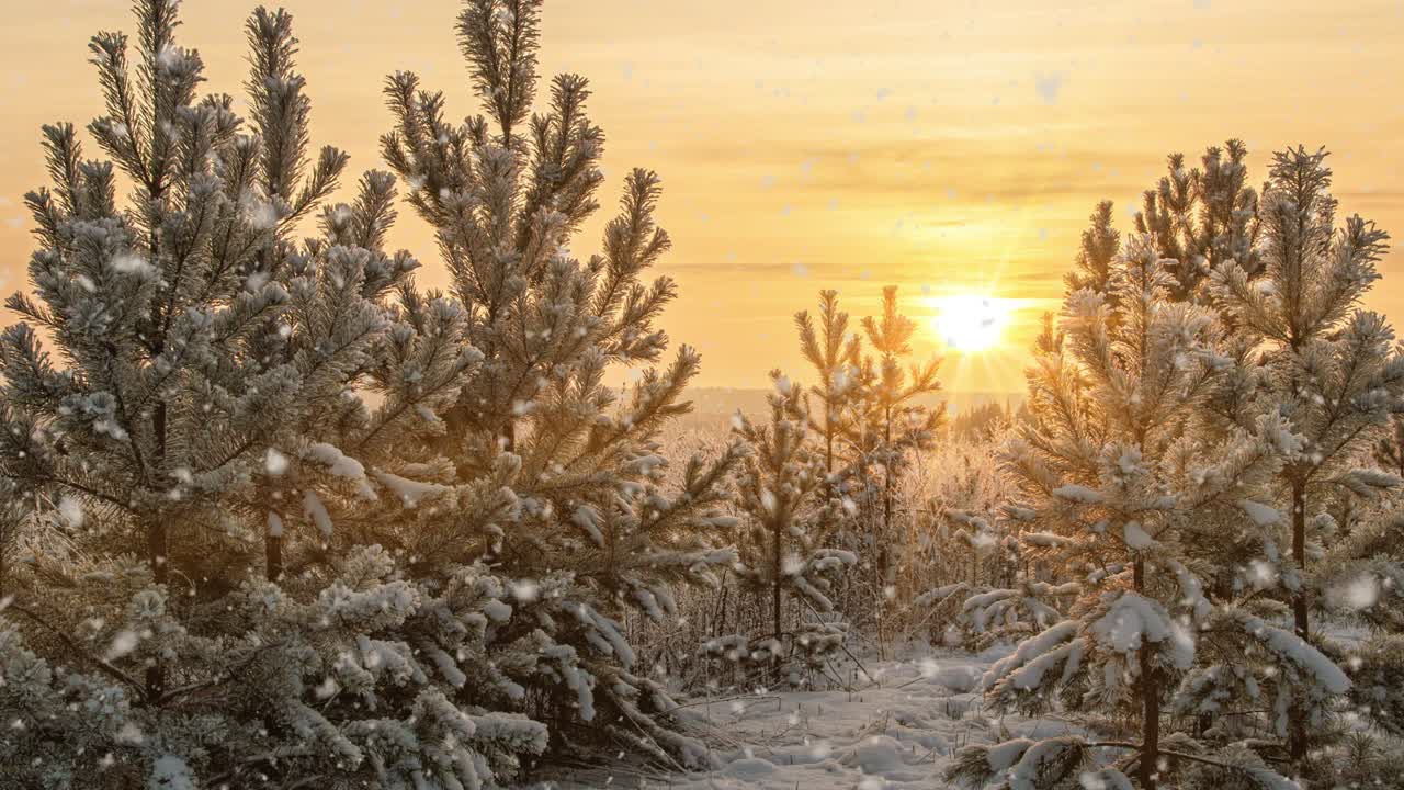 눈이 내리는 자연, 숲, 나무, 풍경, 빛, 은 겨울 날, 기분, 밝은 눈, 차가운 시간, 비디오 루프, 시네마그래프 비디오 루프