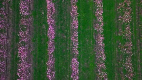 Aerial-Topdown-Blooming-Apricot-Trees-In-A-Row-Over-Plantation