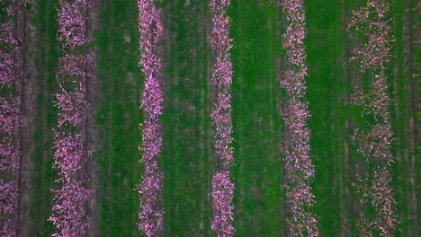aerial topdown blooming apricot trees in a row over plantation