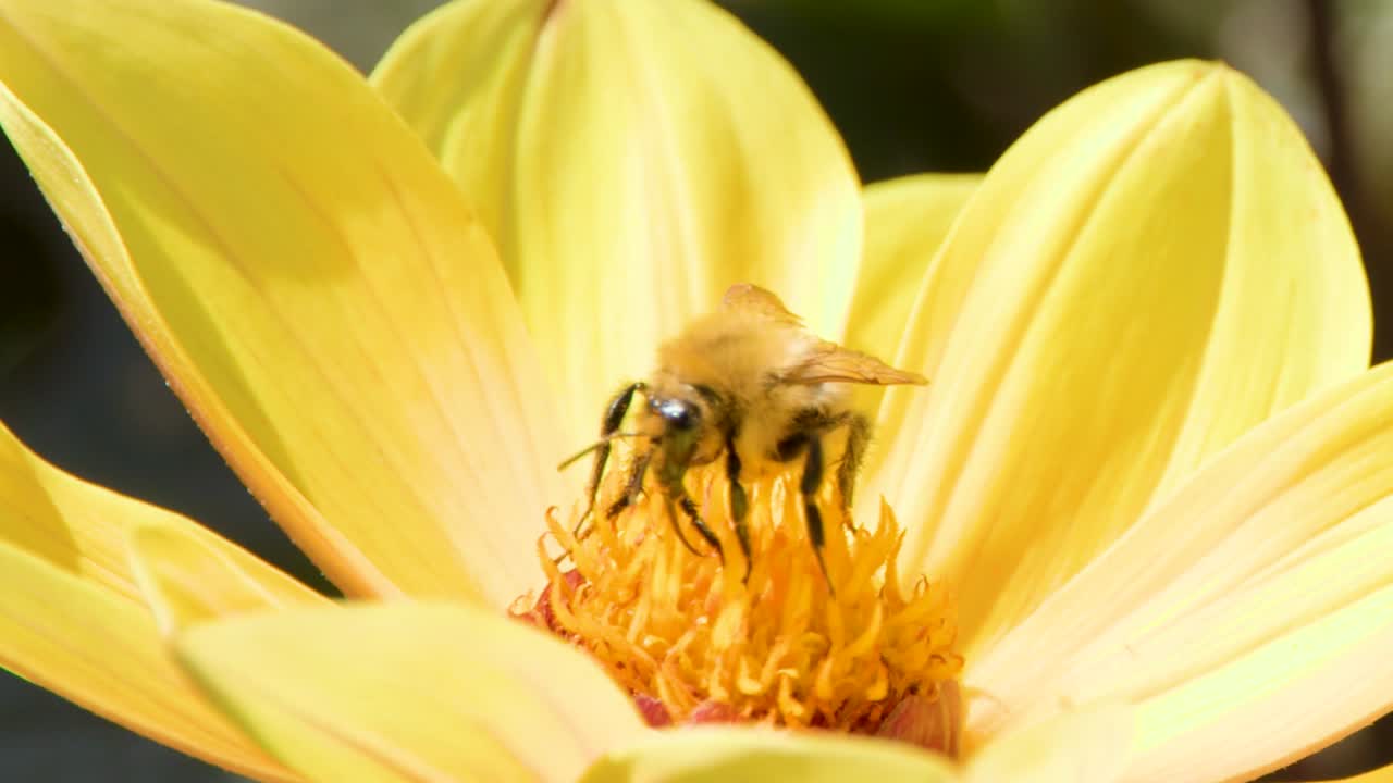 Detailed macro shot of a honey bee collecting pollen from a bright yellow blossom center