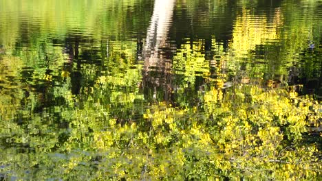 Water-of-peaceful-lake-reflecting-trees-of-park-and-people-hiking-at-Autumn-sunny-day