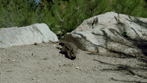 chipmunk eating in the mountains