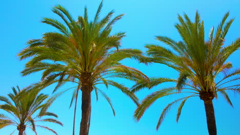 Slow-motion-capture-of-tall-palm-trees-with-green-leaves-under-a-vibrant-blue-sky