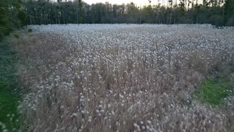 drone flying at low altitude over ears of wheat