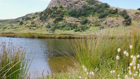 grasses growing on river shore of spirits bay with idyllic green mountain in background - beautiful destination during summer day in new zealand