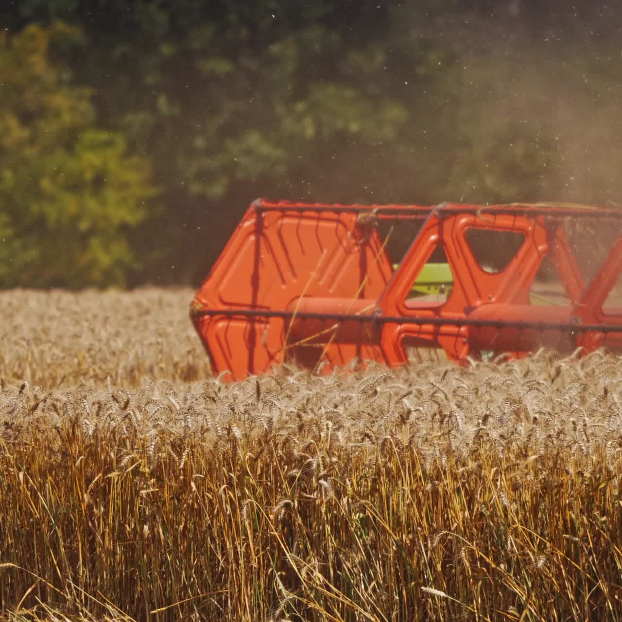 Crop season. Part of combine harvester on the wheat field gathering ripe spikelets in the countryside. Close-up. Food industry concept.