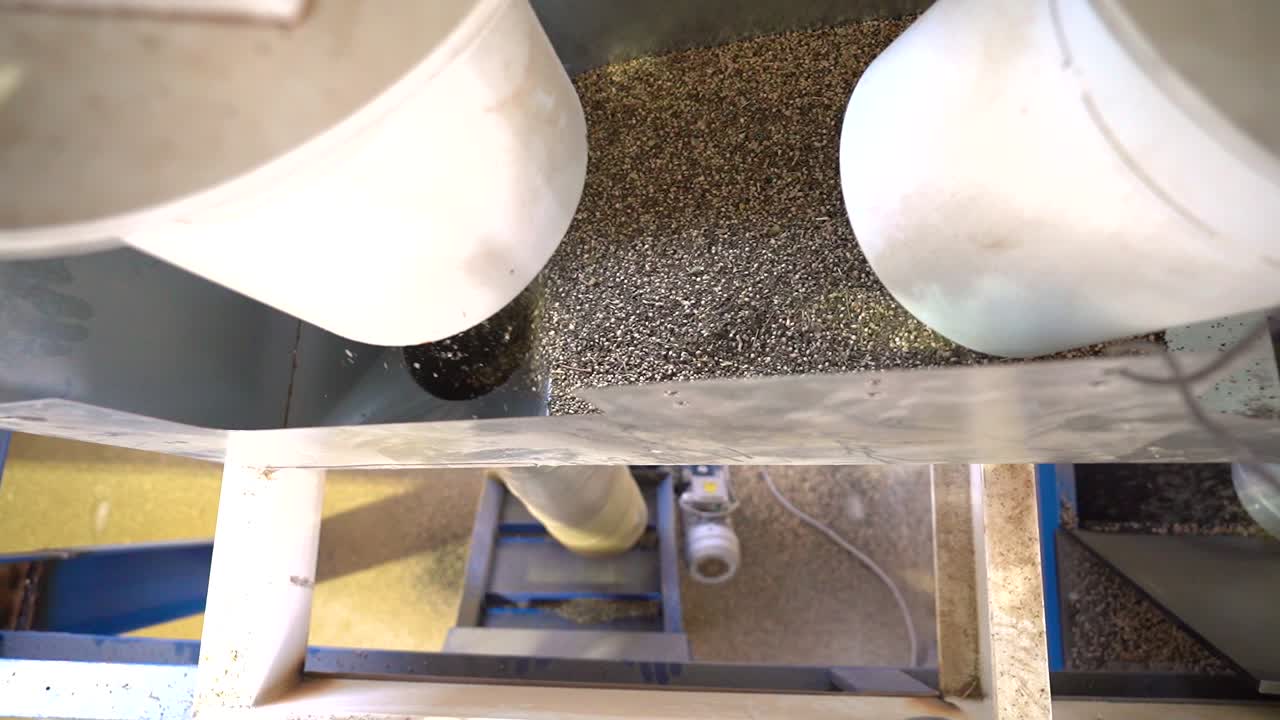 기계로 다른 잡초에서 대마 씨앗을 분리 - 클로즈업