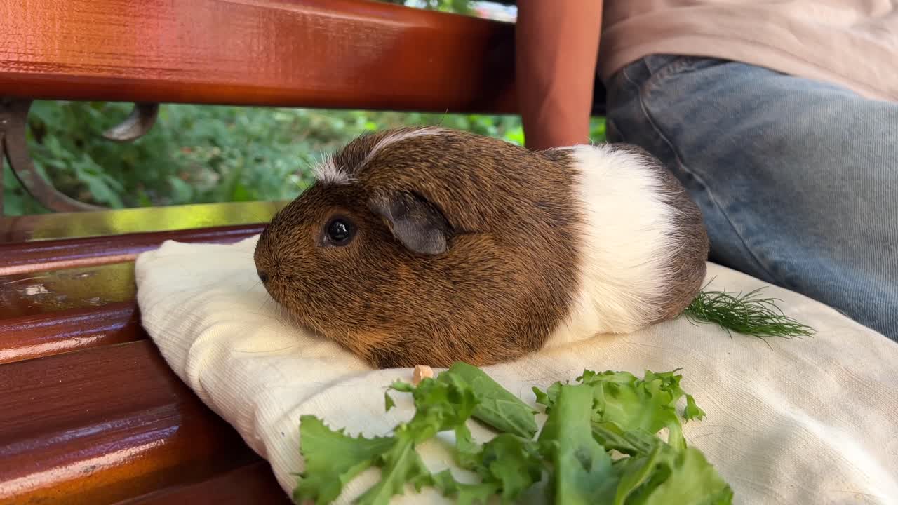 기니 돼지 가 벤치 에서 신선 한 초록색 을 즐기고 있다