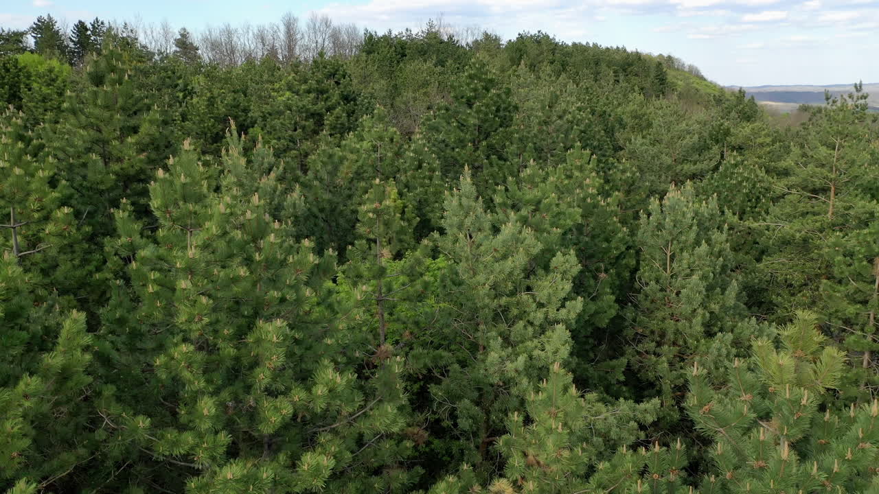 夏天無人機拍攝的森林