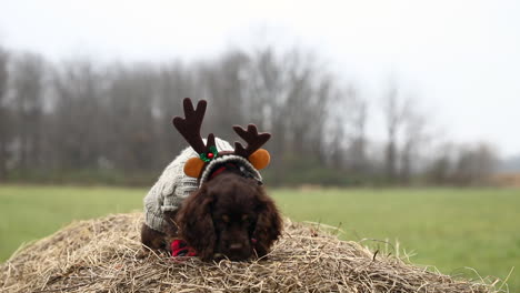 Cocker-Spaniel-Inglés-En-Rudolph,-El-Reno-De-Nariz-Roja-Vestido-Sentado-En-La-Parte-Superior-De-Un-Pajar-Fuera-Lamiendo-Los-Labios