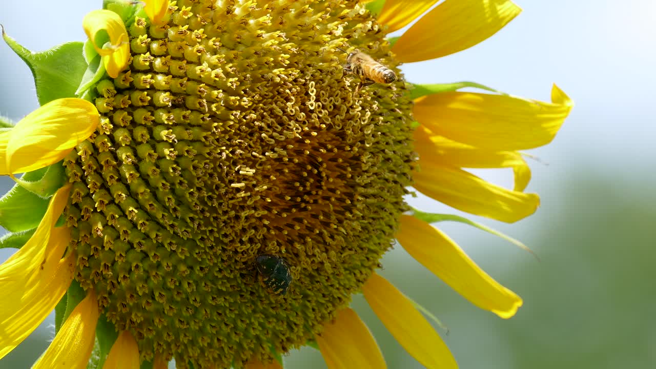 Primo piano di girasoli e ape in volo a Tokyo, Giappone.