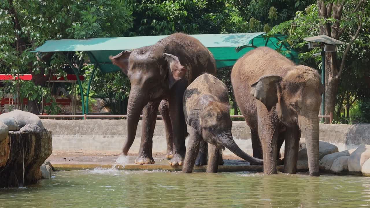 Elephants Bathing in Zoo Pool