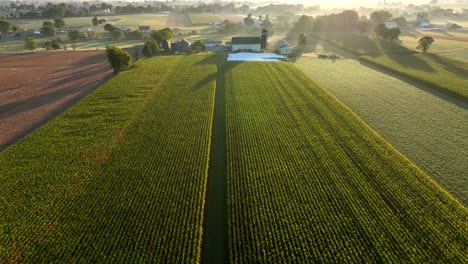 el campo de maíz dorado en la pizarra