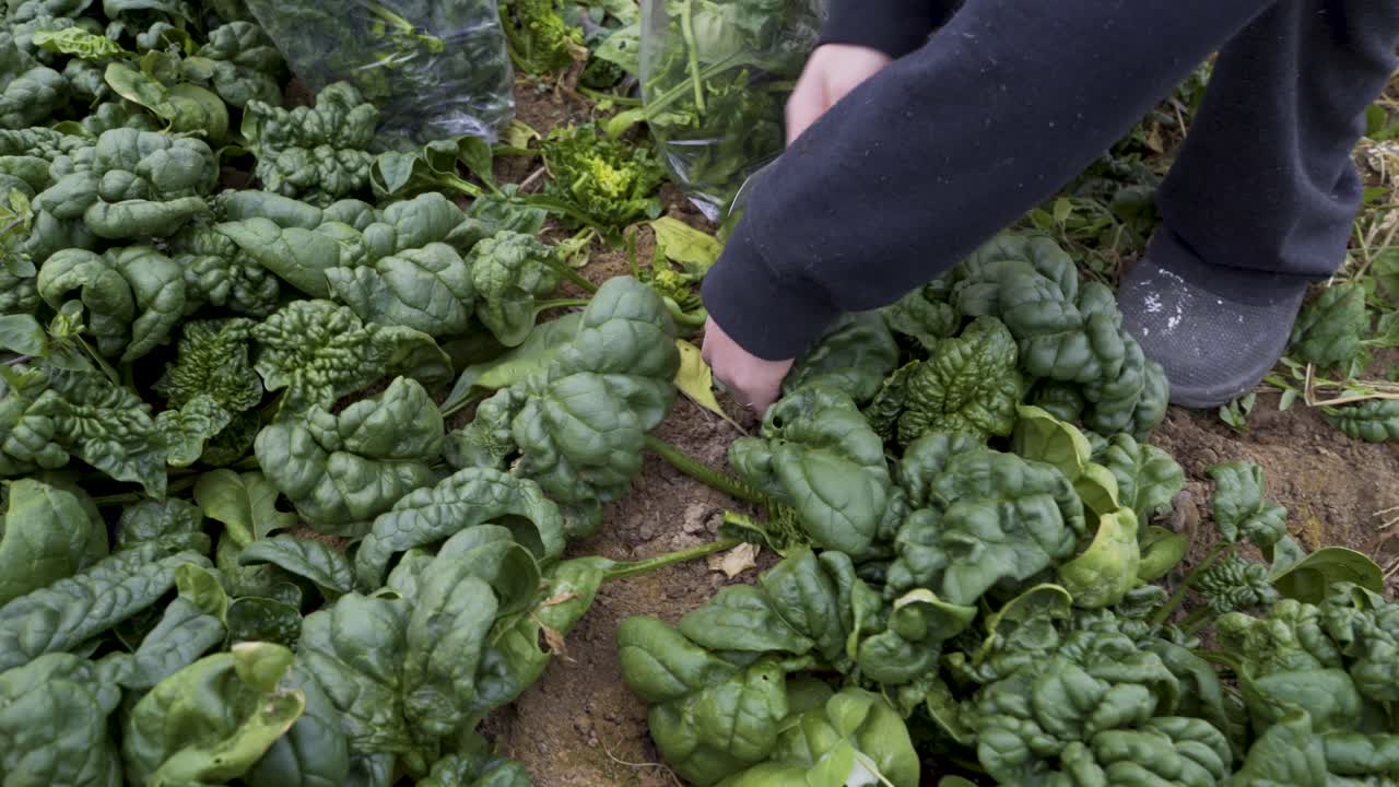 Harvesting Spinach