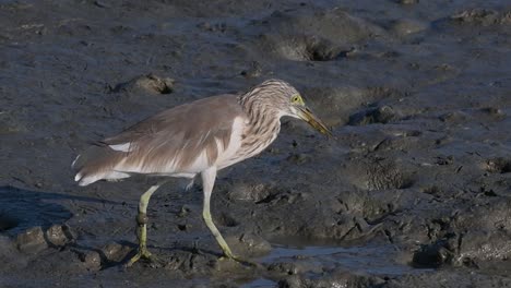 One-of-the-Pond-Herons-found-in-Thailand-which-display-different-plumages-according-to-season