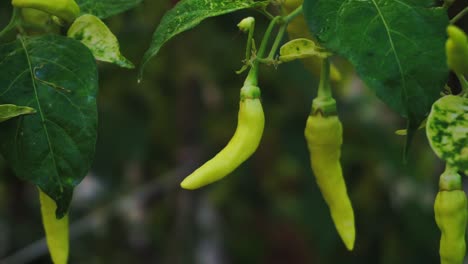 close up shot of yellow chili growing on botanical field in sunlight