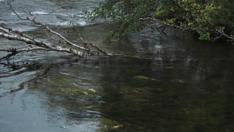 Ein-Toter-Baum-Liegt-Im-Seichten-Bach