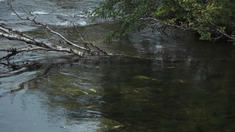 a dead tree lays in the shallow stream