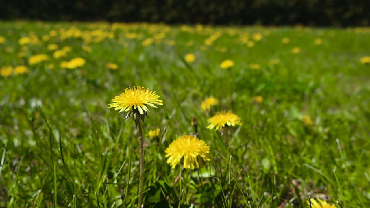 Gorgeous vibrant and colorful close up or closeup of yellow Dandelion flowers moving in the wind in tall green garden yard grass during a sunny summer day. Flowers are in focus and background blurred.