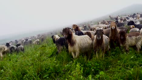 Landscape-view-of-herd-of-sheep-grazzing-on-greenery-mountain-hill-in-kori,-Nepal