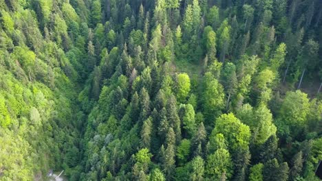 aerial panning shot of woodland in valley