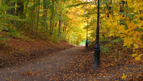 path to the autumn forest park