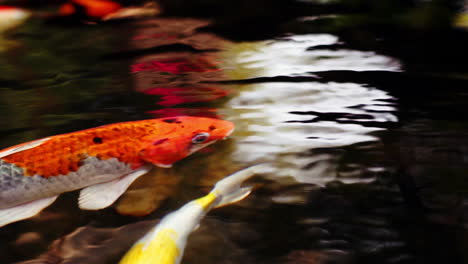 una variedad colorida de peces carpa koi ornamentales o kohaku es uno de los gosanke, los 'tres grandes', que consiste en kohaku, sanke y showa, nadando con gracia en un tranquilo estanque koi al aire libre