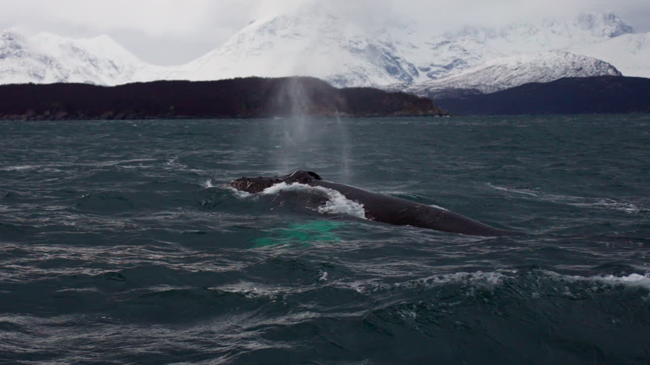 Humpback whale exhales forcefully with spout and dives down, slomo. Skjervoy