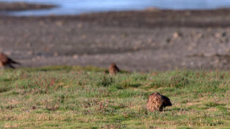 Chimango-Caracara-Vogel-Sitzt-Auf-Grasland-Auf-Der-Insel-Chiloé-In-Chile