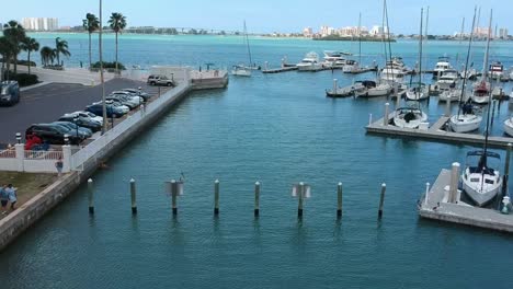 Dolphins-playing-and-jumping-at-the-foot-of-the-Clearwater-Bridge