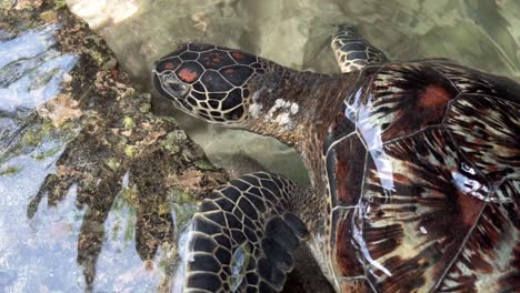 Clip-En-Cámara-Lenta-De-Una-Tortuga-Marina-Nadando-Cerca-De-La-Orilla,-Buscando-Comida