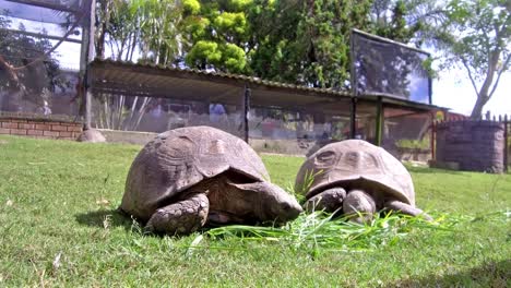 two tortoises at a nursery enjoying some fine grass when a pigeon lands in the frame behind them