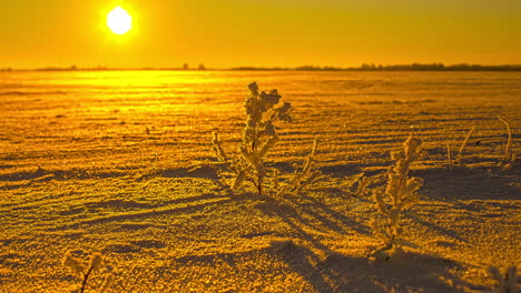 plantas nevadas en el campo de la granja cubierto de nieve ondeando en el viento durante la hermosa puesta de sol dorada en el fondo - tiro de lapso de tiempo de ángulo bajo