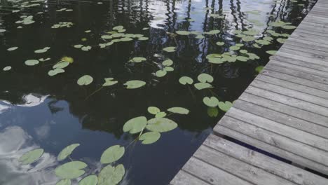 walk on the old wooden platform by the lake with water lilies and beautiful reflections on the water