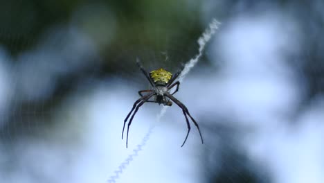 Cuerpo-De-Insecto-Araña