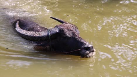 buffalo emerges from river onto grassy bank