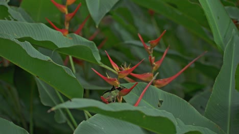 red-legged honeycreeper on a heliconia in panama