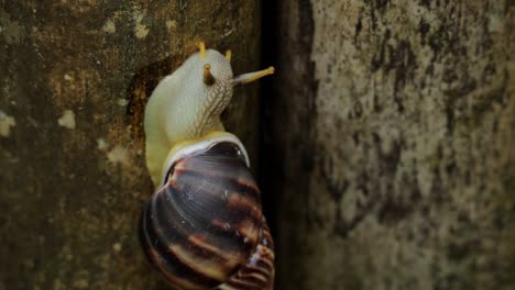 Schneckenschnecke,-Die-Auf-Einer-Holzoberfläche-Kriecht,-Nahaufnahme