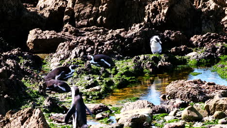 waddle of cape penguins sunbathing on jagged coastal rocks, telephoto view