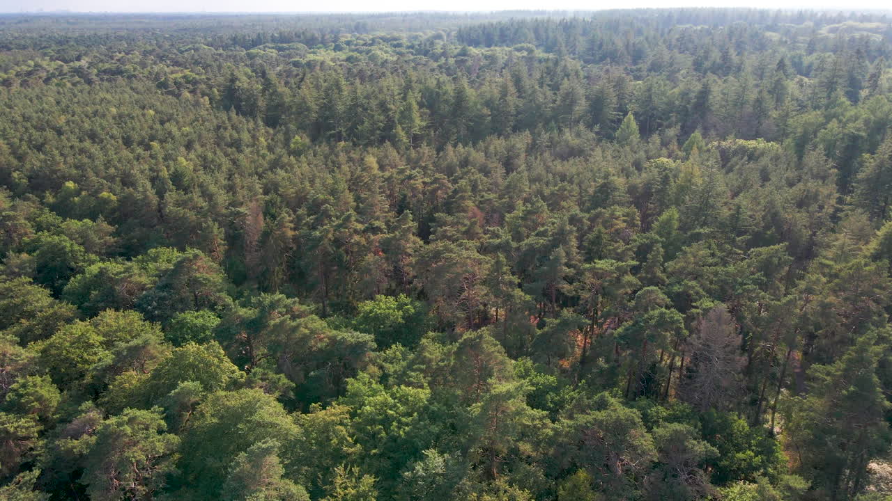 volando sobre un vasto y gran bosque verde en verano
