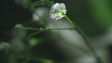 Tiny-gypsophila-flower-blooms-in-spring-garden-closeup