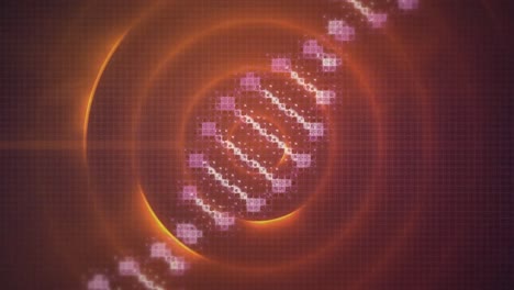 Animation-Eines-DNA-Strangs-über-Orangefarbenen-Kreisen