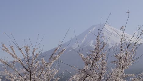 slow sideways closeup slider over mt. fuji with sakura tree