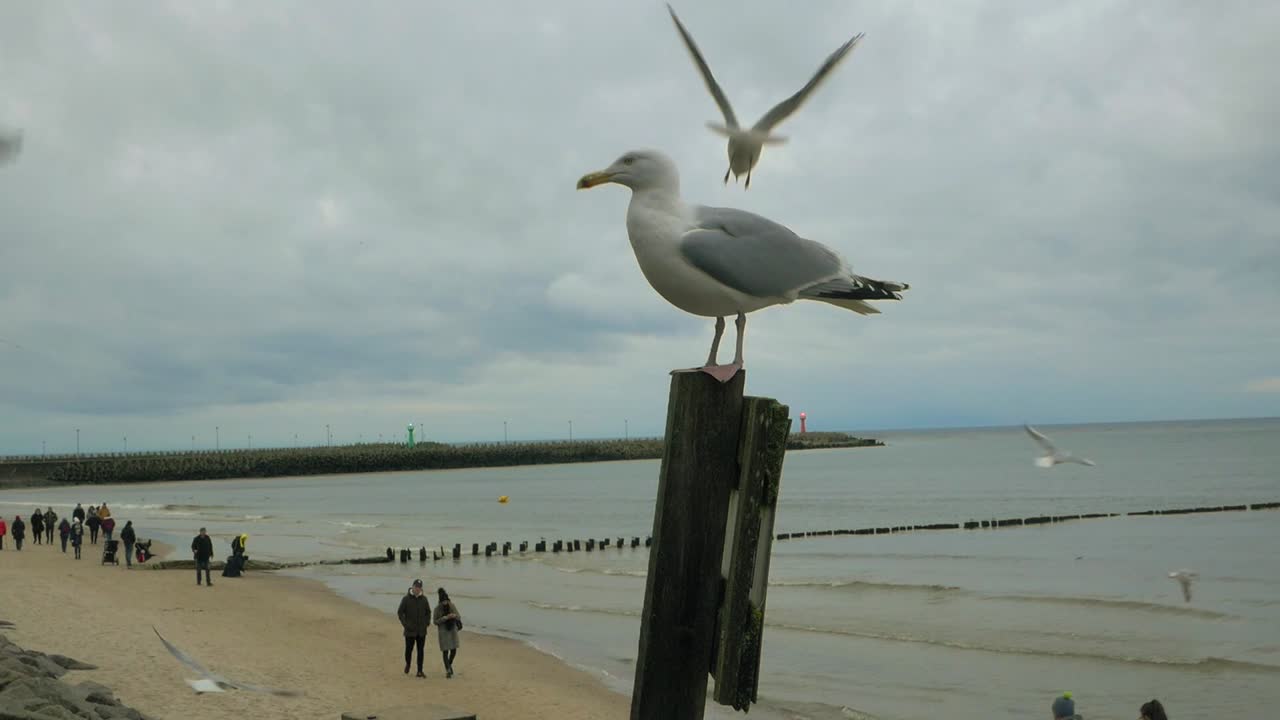 갈매기는 발트 해를 배경으로 해변의 나무 더미에 앉아 있다
